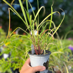 7 Lemon Grass Plants Live Outdoor, No Pot, Well-Rooted 4-8" Tall Lemon Grasses Live Plant for Outside, Starter Lemongrass Plant Indoor Outdoor Planting