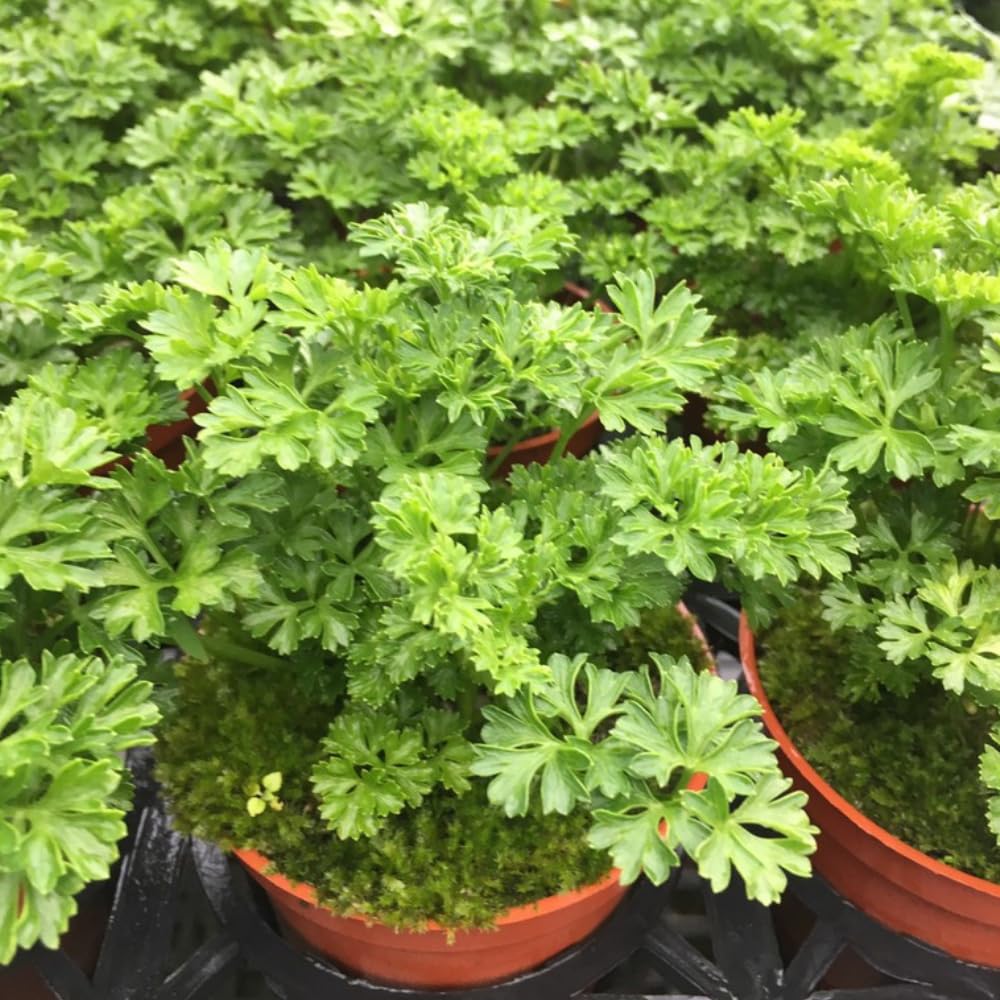 6 Parsley Live Plants, 3 to 5 Inc Tall, Live Parsley Plant Pot, Parsley Plants Live, Parsley Starter Plant