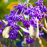2 Beautyberry Bush Plants Live, American Beautyberry Seedlings, Berry Bushes Live Plant, Well Rooted, No Pot, Size 5 to 9 Inc in Tall