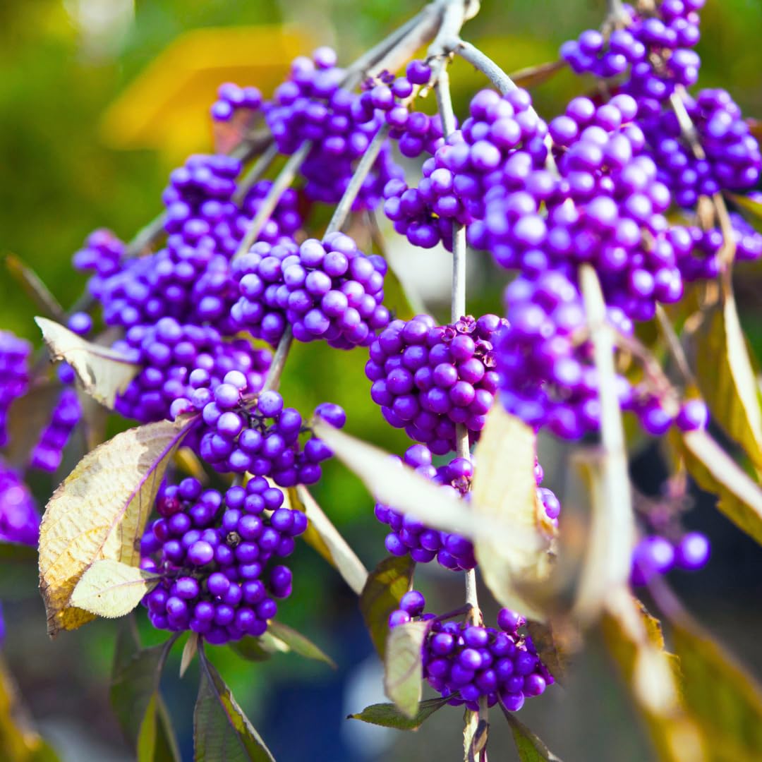 2 Beautyberry Bush Plants Live, American Beautyberry Seedlings, Berry Bushes Live Plant, Well Rooted, No Pot, Size 5 to 9 Inc in Tall