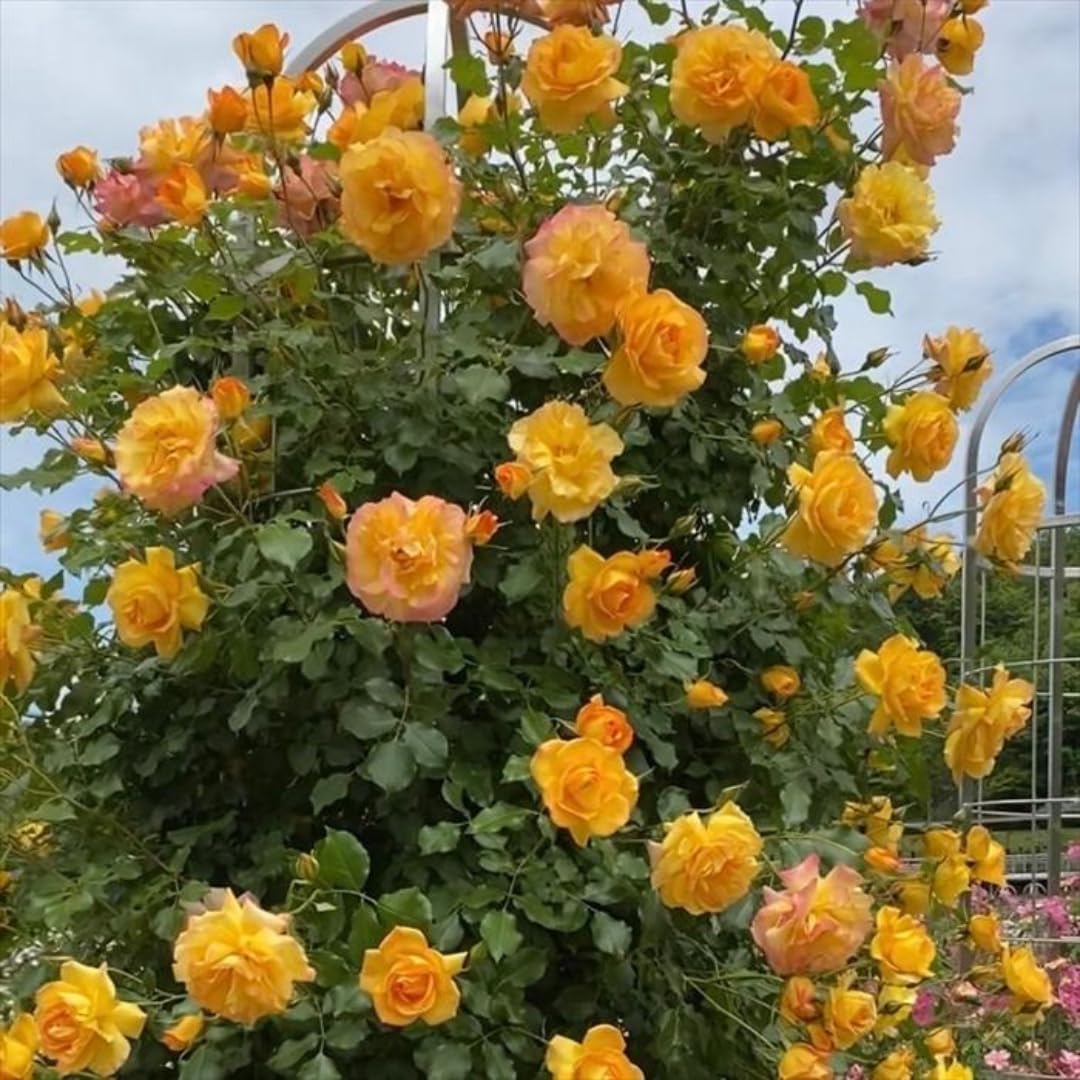 Combo 6 Yellow Rose Cuttings, 5–8 Inch Long Starter Cuttings for Planting, Rose Bush Flower Plant for Garden Outdoor Growing