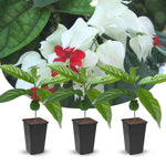 2 Clerodendrum Live Plants, Clerodendrum Thomsoniae White Blooms, 5-9 Inc Tall