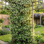 2 Confederate Jasmine Live Plants, Fragrant Flowering Shrubs, 4-6" Tall