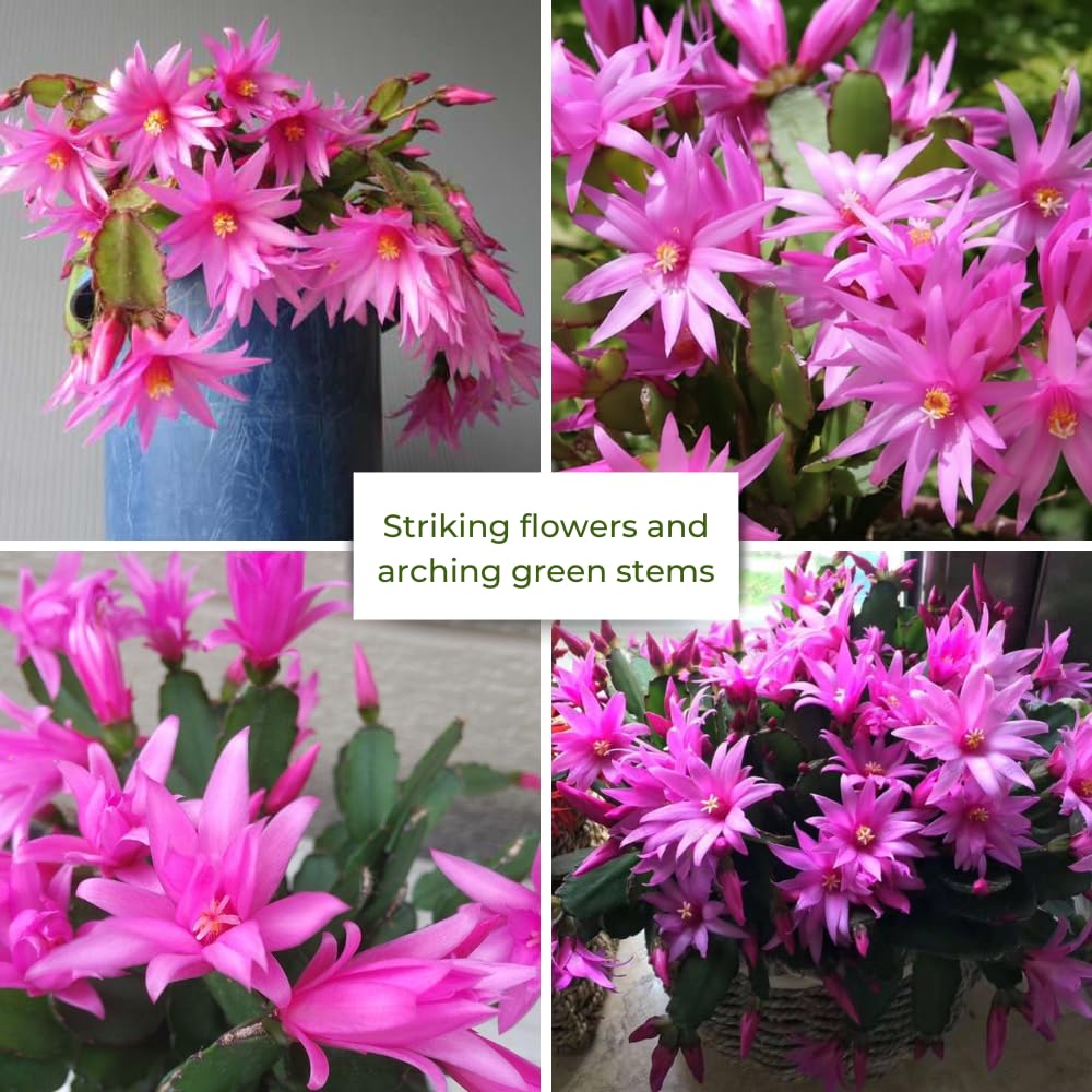 Pink Easter Cactus Plant Live, Spring Easter Cactus Plant, Pink Blooms, 3 to 5 Inc Tall, 2 Inc Pot, Indoor Outdoor Growing
