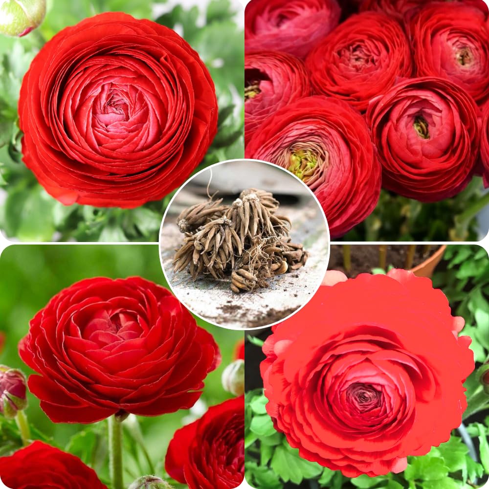 25 Ranunculus Bulbs for Spring Planting, Perennial Flowers Bulbs for Gardens, Vibrant Peony Buttercup Corms for Outdoor Borders (Red Ranunculus)