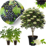 2 American Elderberry Bush Live Plants 6 to 12 Inch Tall, Black Elderberry Plants Live for Planting, Sweet Elderberries Fruit Tree Live Plant