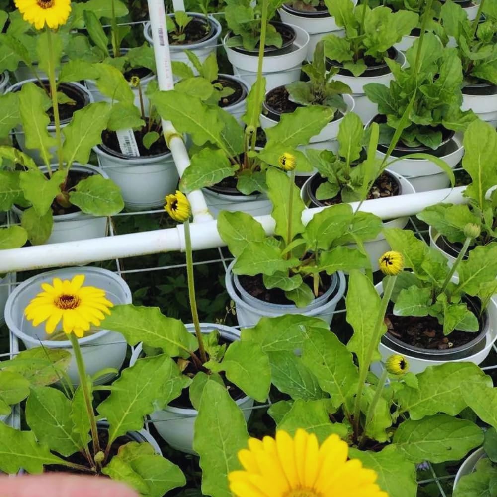 Pack of 2 Daisy Plants, Yellow Gerbera Daisy Live Plants, Gerbera Daisy Plants Live, 4 to 7 Inches Tall, Daisy Live Plant, Daisy Plants Live for Growing, No Potted