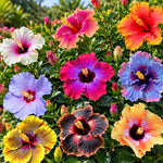 4 Hardy Hibiscus Live Plants, Flowering Shrub, Multicolor Blooms, 4-7" Tall