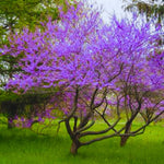 5 Seedlings Redbud Trees Live Plants Bare Roots, 12 to 24 Inc Tall, Red Bud Tree Plants Live, Purple Lavender Redbud Blooms Color, Dormant