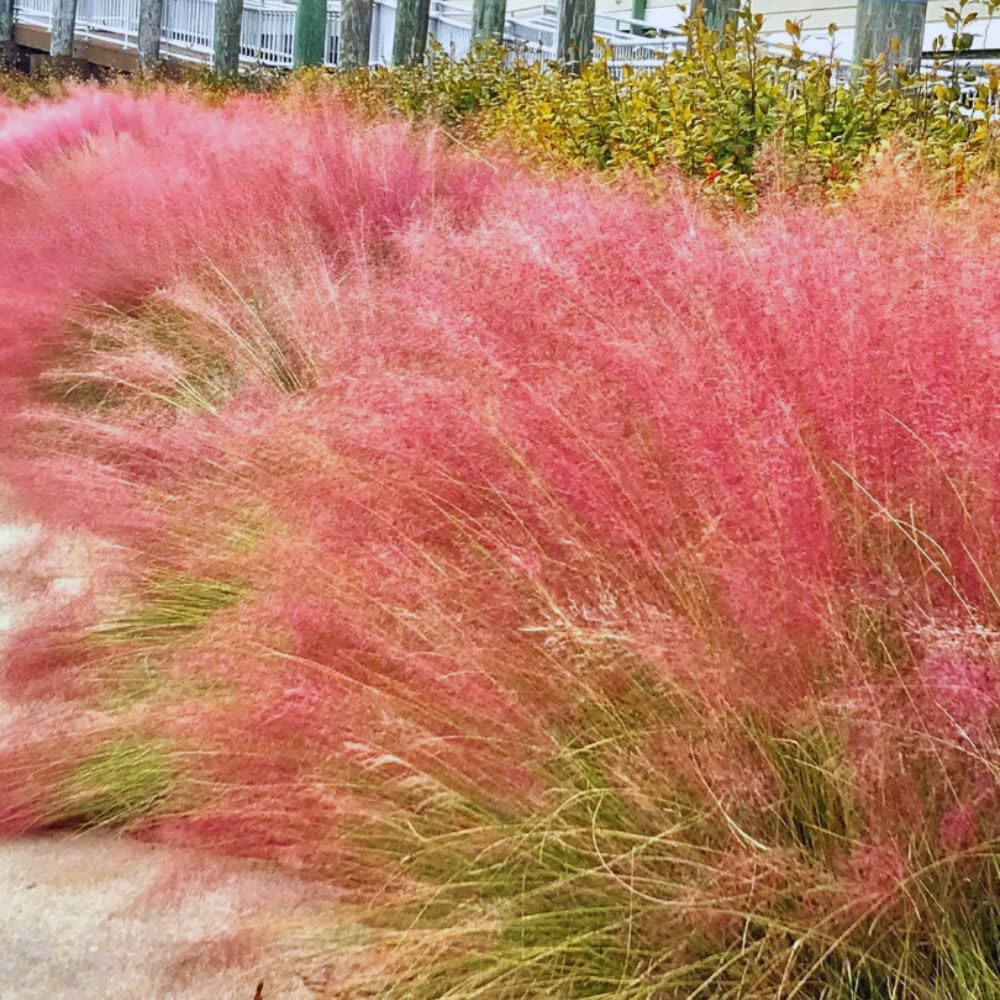 Pack 2 Grass Plants Live for Growing, Ornamental Grasses Live Plants Perennial 5-9 Inch Tall (Assorted Muhly Grass Plants)