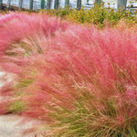 Pack 2 Grass Plants Live for Growing, Ornamental Grasses Live Plants Perennial 5-9 Inch Tall (Ruby Muhly Grass Plants)