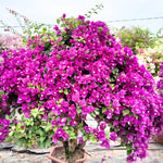 2 Deep Purple Bougainvillea Plants Live, Flowering Bougainvillea Vine for Outdoor Garden or Trellis, 5-9 Inch Tall, Very Hardy