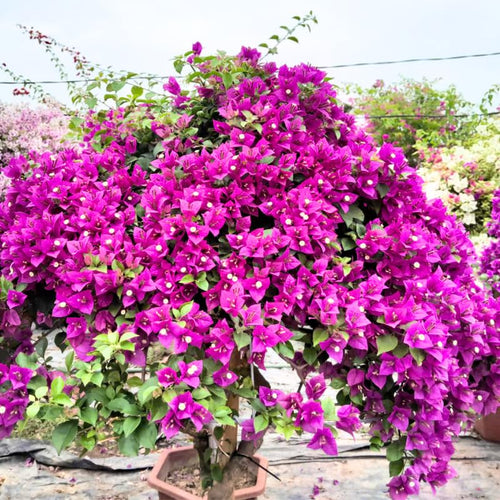 2 Deep Purple Bougainvillea Plants Live, Flowering Bougainvillea Vine for Outdoor Garden or Trellis, 5-9 Inch Tall, Very Hardy