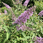 2 Light Blue Butterfly Bush Plants Live, Vibrant Buddleia Plants 4-7 Inches, Colorful Flowering Shrub for Outdoor Garden