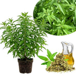 Lemon Verbena Plant Live, 3-5 Inch Tall, Lemon Verbena Herb Plant for Outdoor Garden, Indoor Growing, and Container Planting, No Pot