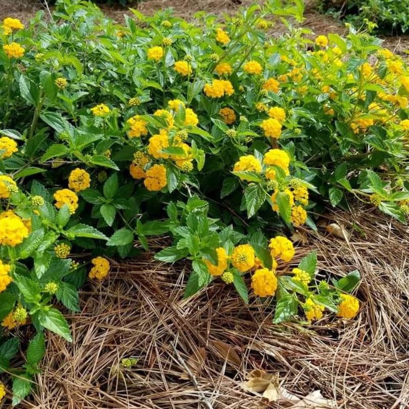Set 2 Traling Yellow Lantana Plants Live, Perennial Lantana Flowering Plants 4-8 Inches, Bright Flowers Outdoor