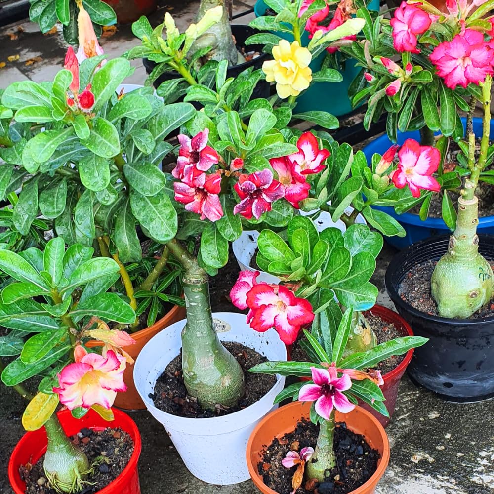 Mixed Desert Rose Plant Live, 4-7" Tall, Adenium Obesum Well-Rooted Succulent for Indoor Outdoor Displays