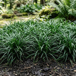 Set 2 Mondo Grass Live Plant, Ornamental Grass for Outdoor Planting, Low Maintenance Shrub, 4 to 6 Inches Tall