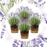 Pack 4 Lavender Plants Live, Lavandula Perennial Plants, 4-8" Height, Fragrant Perennial Flowers, No Pot (Provence Lavender)
