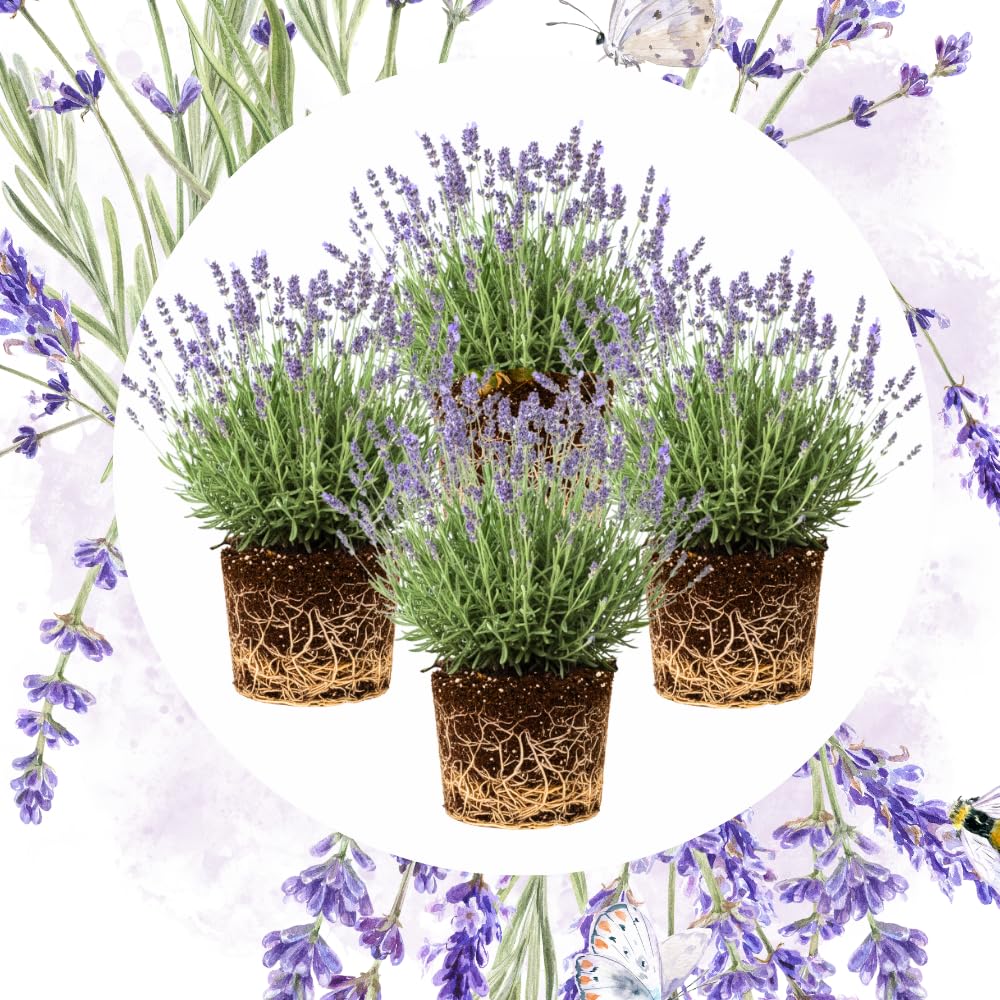 Pack 4 Lavender Plants Live, Lavandula Perennial Plants, 4-8" Height, Fragrant Perennial Flowers, No Pot (Provence Lavender)