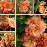 Salmon Flowering Quince Live Plant, 4 Inch Pot, Quince Plant, Chaenomeles Japonica Bush Shrub, Ornamental Shrub for Yard Garden and Landscape