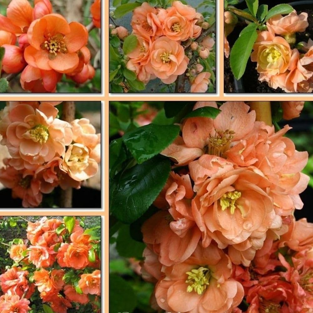 Salmon Flowering Quince Live Plant, 4 Inch Pot, Quince Plant, Chaenomeles Japonica Bush Shrub, Ornamental Shrub for Yard Garden and Landscape