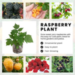 Pack 4 Raspberry Bushes Live Plants, No Pot, Everbearing Red Raspberry Plants Live for Planting, 5-9 Inc in Tall, Zones 4-8 Cold Hardy (Yellow Fall Gold)