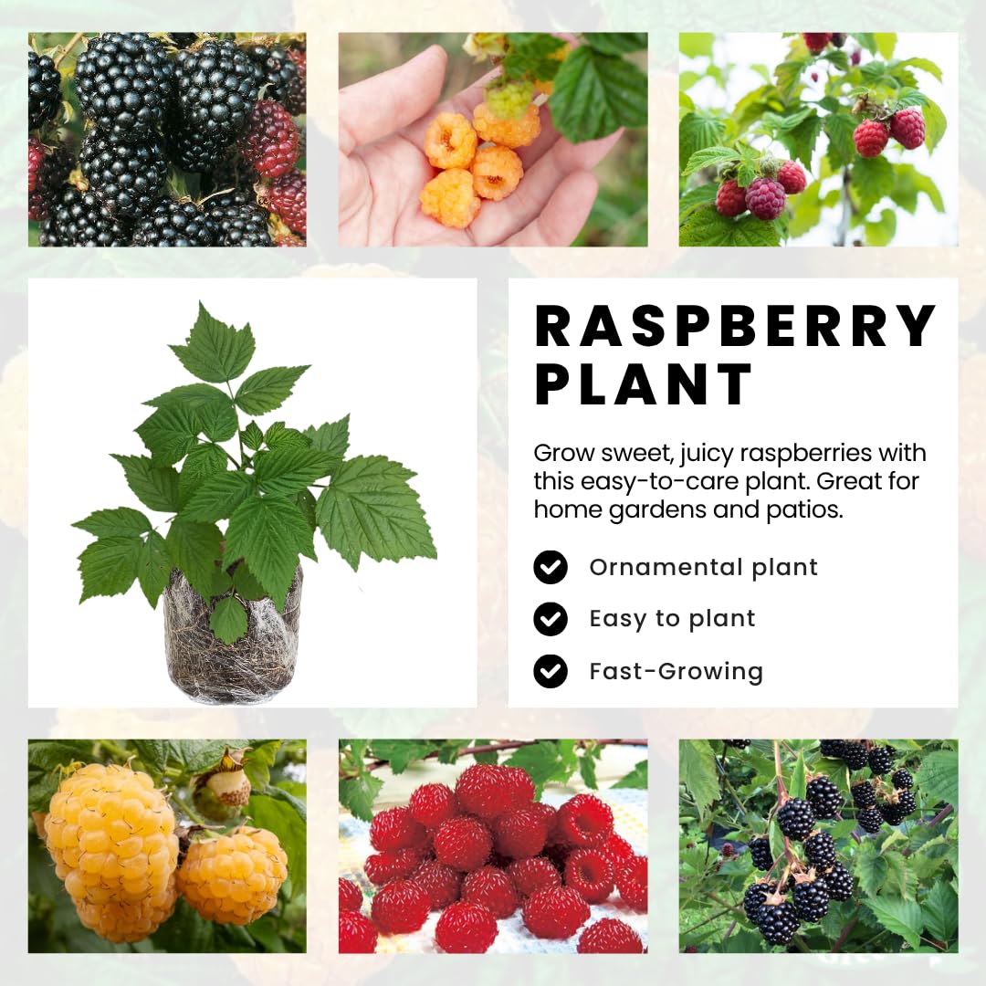 Pack 4 Raspberry Bushes Live Plants, No Pot, Everbearing Red Raspberry Plants Live for Planting, 5-9 Inc in Tall, Zones 4-8 Cold Hardy (Yellow Fall Gold)