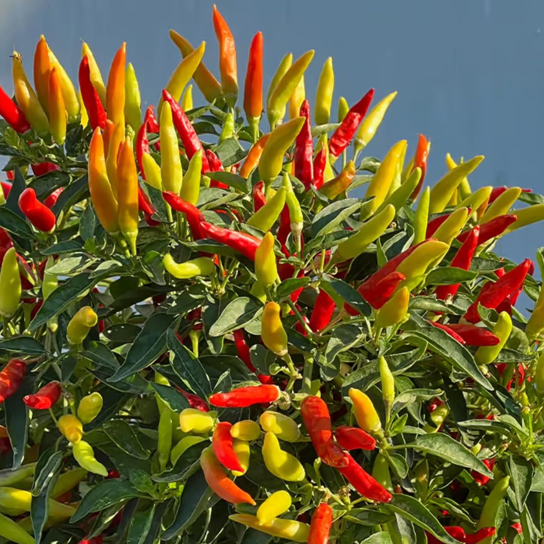 Pack 2 Rare Pepper Plants Live No Pot, 5-9" Chili Pepper Live Plants for Growing, 80 Days Old Plants