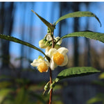 Camellia Sinensis Plant Live, Camellia Plant, Green Tea Tree Plants, Vibrant Flower Shrub, Well-Rooted for Garden Planting (4 Inches)