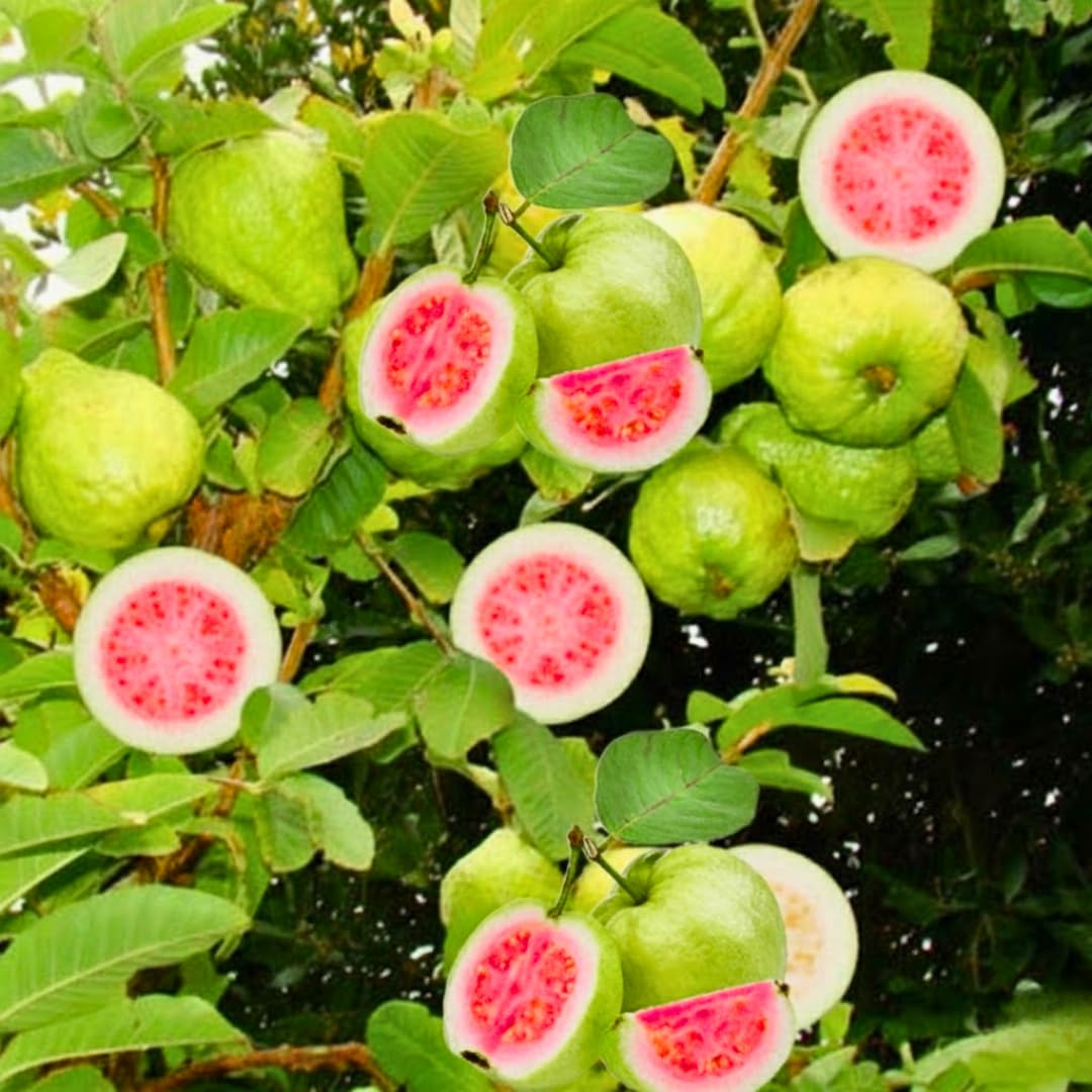 Sweet Guava Tree Live Plant, 2-3 Feet Tall in Gallon Pot, Grafted and Well Rooted, Ready to Bear Fruit, Large Guava Trees for Planting, 2-3 Years Old
