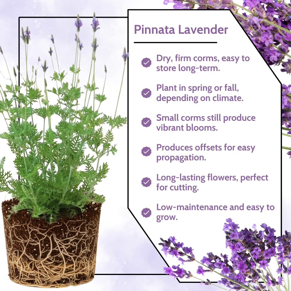 2 Lavender Plants Live Indoors, 4-8" Tall, Lavandula Perennial Flower Plants for Planting Outdoors Home Garden (Blue Lavender)