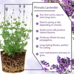 4 Lavender Plants Live Flower Indoor Outdoor, Lavandula Perennial Plants, Well Rooted 4-8" Tall, No Pot (Blue Lavender)