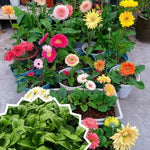 2 Daisy Plants, Mix Gerbera Daisy Live Plants, 4 to 6 Inches Tall, Gerbera Daisy Plant No Pot, Daisy Live Plant, Daisy Plants Live for Gardening