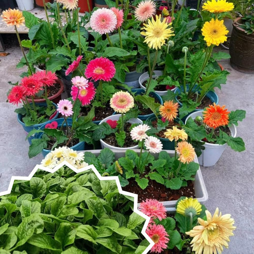 2 Daisy Plants, Mix Gerbera Daisy Live Plants, 4 to 6 Inches Tall, Gerbera Daisy Plant No Pot, Daisy Live Plant, Daisy Plants Live for Gardening