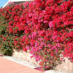 Sets 3 Climbing Bougainvillea Plants Live for Full Sun Trellis Tree, Shrub or Vine Bougainvillea Vibrant Bloom, Very Hardy, 5-9" Tall, Vibrant Red