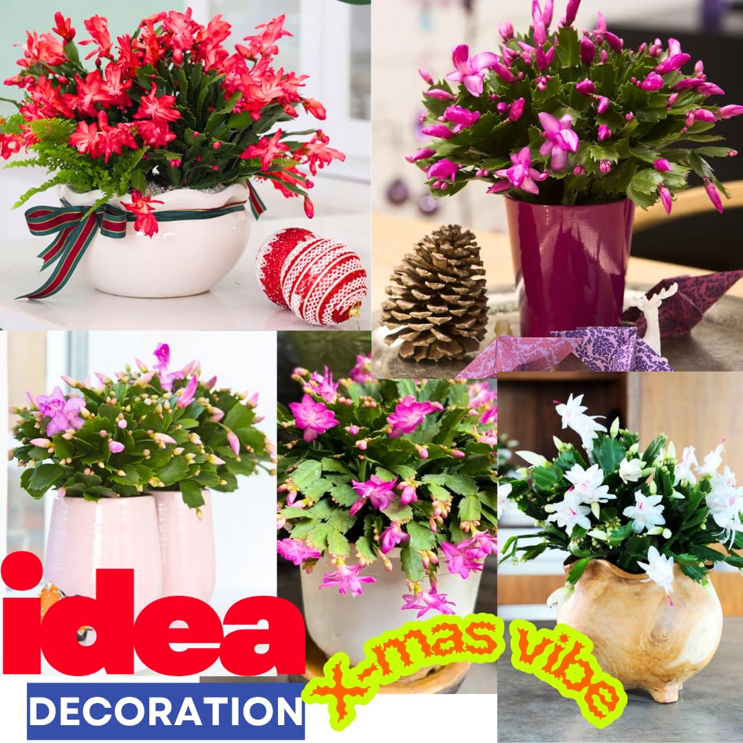 True Thanksgiving Cactus Plant Live in 4" Pot, Ready to Bloom, Holiday Christmas Cactus Plants Live, Vibrant Blooms (Peachy Yellow)