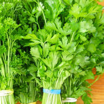 4 Parsley Live Plants, 3 to 5 Inc Tall, Live Parsley Plant Pot, Parsley Plants Live, Parsley Starter Plant