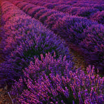 Set 4 Lavender Plants Live, Lavandula Perennial Well Rooted Plants, Fragrant Perennial 4-8" Height for Planting (Purple Lavender)