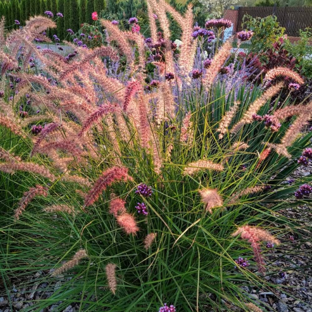 Pack 2 Fountain Grass Plants Live, Ornamental Grasses Live Plants Perennial Potted Plants Ready to Grow, 5-9 Inch Height (Rose Fountain Grass)