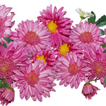 2 Pink Mums Plants Live, Chrysanthemum Plants Live, 5 to 7 Inc Tall, Chrysanthemum Mum Live Plant Gardening Indoor Outdoor