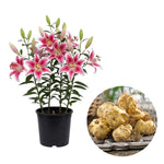 Set 3 Large Pink Lily Bulbs, 4-6 Inch, Pink Lilies Bulbs, Flowering Bulb for Outdoor Garden Beds and Containers