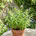 Live Lemon Verbena Herb Plant, 2-5 Inches Tall, Fragrant Culinary Herb for Containers, Raised Beds and Home Gardens