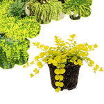 Golden Creeping Jenny Plant Live, 2-3 Inch Tall, Creeping Starter Plant for Ground Cover in Garden, Landscape, and Container Growing