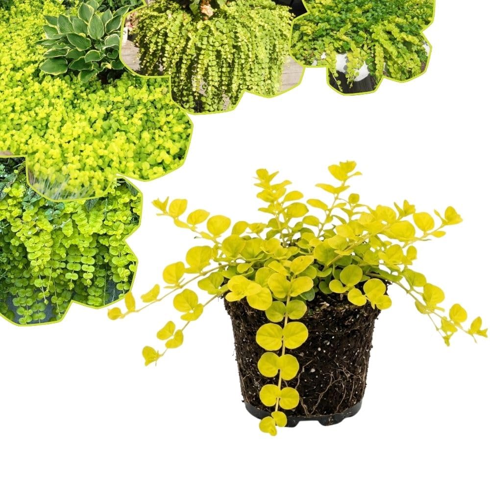 Golden Creeping Jenny Plant Live, 2-3 Inch Tall, Creeping Starter Plant for Ground Cover in Garden, Landscape, and Container Growing