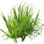 Pack 2 Dwarf Mondo Grass Plant Live, Grass Seedlings from 4 to 6 Inches Height, Ornamental Grass Shrub for Landscaping, Ready for Planting