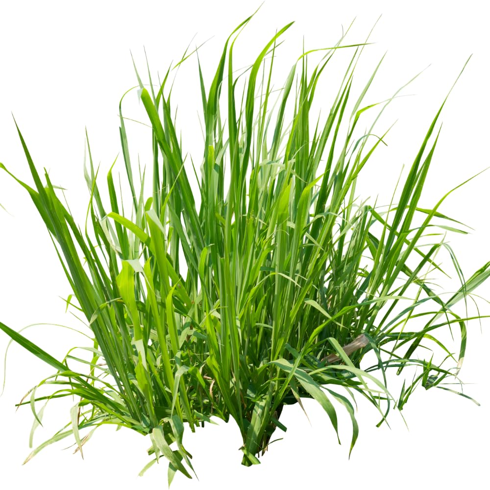 Pack 2 Dwarf Mondo Grass Plant Live, Grass Seedlings from 4 to 6 Inches Height, Ornamental Grass Shrub for Landscaping, Ready for Planting