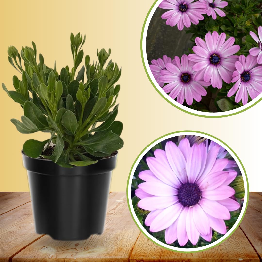 2 Osteospermum Plants Live, Pink African Daisy Flower Plants 4 Inc Potted, 2 Plants per Pot Garden Annual Flowering Plant Live