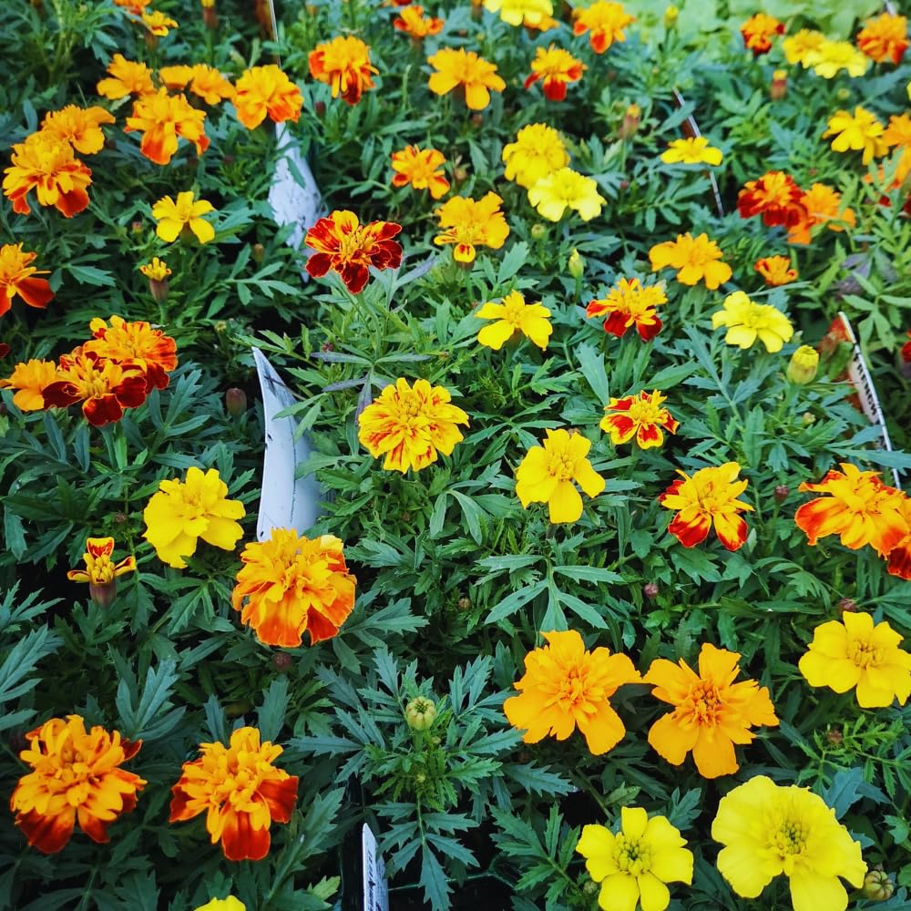 4 Mix Marigold Plants Live Marigold Flowers Live Plants, Between 4 and 8 Inches Long Starter Plant, Outdoor or Indoor