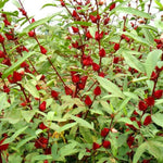 Red Roselle Hibiscus Plants Live in 4" Pot, Sabdariffa Roselle Hibiscus Flowers for Planting, 4-7 Inches Tall
